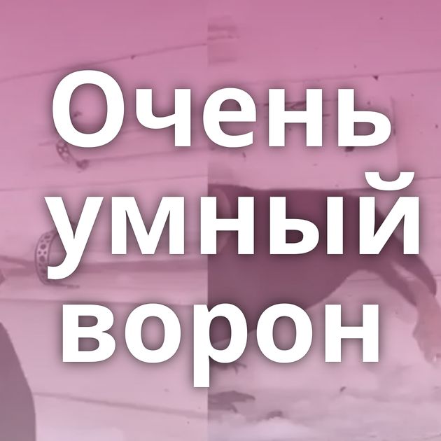 Очень умный ворон