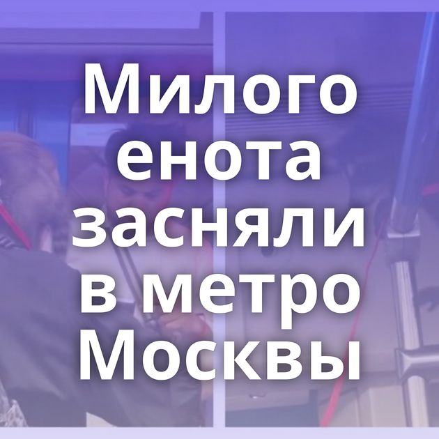 Милого енота засняли в метро Москвы
