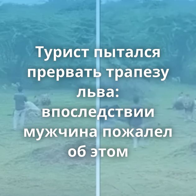 Турист пытался прервать трапезу льва: впоследствии мужчина пожалел об этом